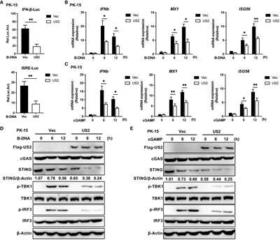 Pseudorabies virus tegument protein US2 antagonizes antiviral innate immunity by targeting cGAS-STING signaling pathway